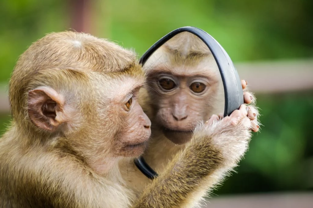 Affe mit Spiegel